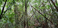 Bamboe bossen
