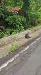 VID-20190712-WA0002