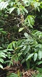 VID-20190711-WA0001