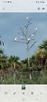Vogels in de Everglades