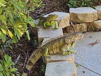 Iguanen bij het zwembad.