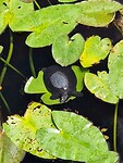 Diverse soorten schildpadden