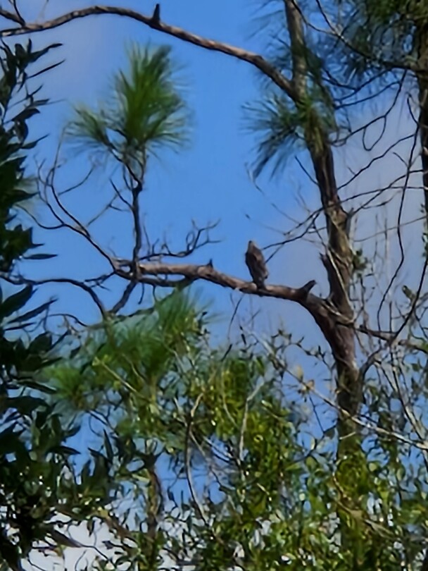 En weer een roofvogel