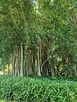 Banyan tree