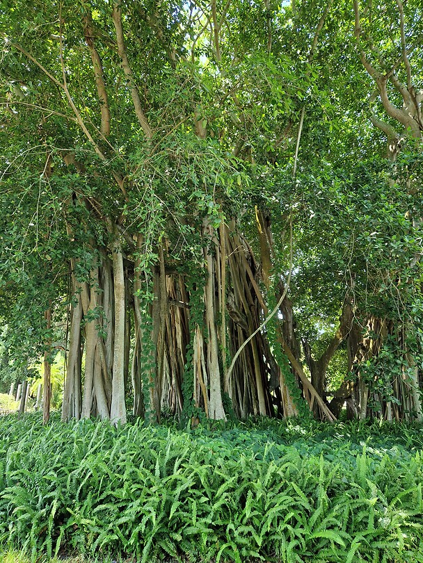 Banyan tree