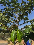 Koffieplant