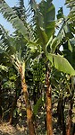 Bananenboom