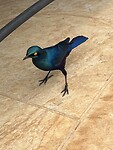 Tja welke blauwe vogel is dit?