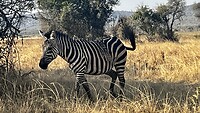 Zebra’s
