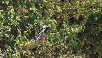 Ijsvogel