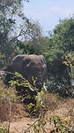Olifant