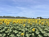 Onderweg mooie velden vol zonnebloemen