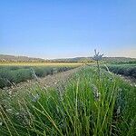Lavendel