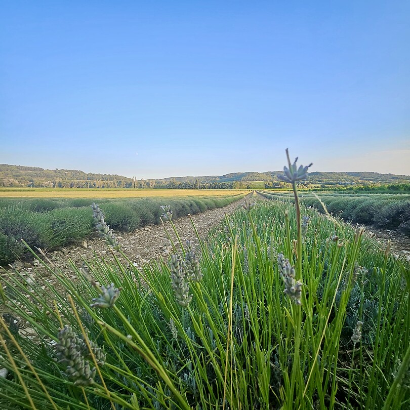 Lavendel