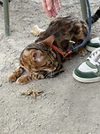 Poes of luipaard?