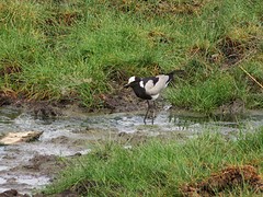 IMG_2624