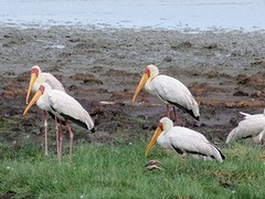 IMG_2625