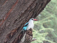 28126864_Unknown