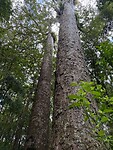 Kauri boom 1