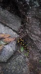 Salamander