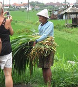 gras voor de koeien