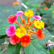ook de vlindertuin is mooi