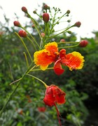 IMG_0327