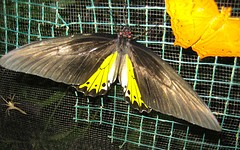 IMG_0346