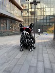 Valentino doggy
