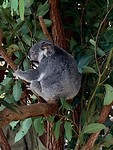 Schattige Koala’s 🐨
