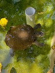 Eigenwijze schildpad