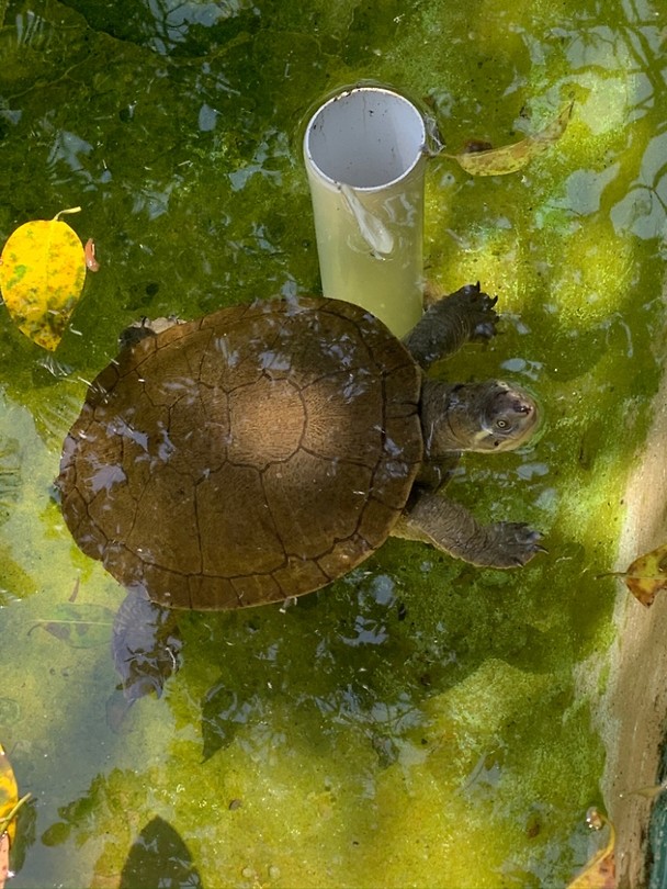 Eigenwijze schildpad