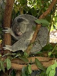 Nog een koala .. can’t get enough