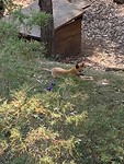 Wat een schattige hond is de dingo, maar zooo gevaarlijk 😯