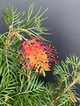 Prachtige bloemen