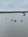 Pelikanen bij Boreen Point