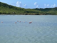 Flamingo’s