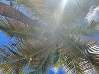 Kokosnoten boven je hoofd in de boom