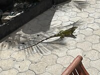 Die zagen we in Willemstad op straat