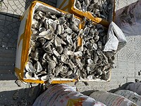 Oester schelpen