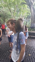 Apen tempel