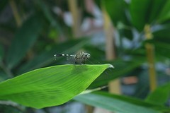 Insect