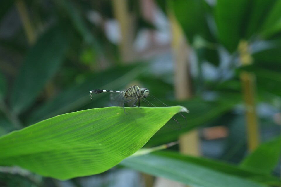 Insect