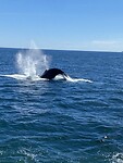 image_67168257