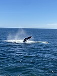 image_67160065