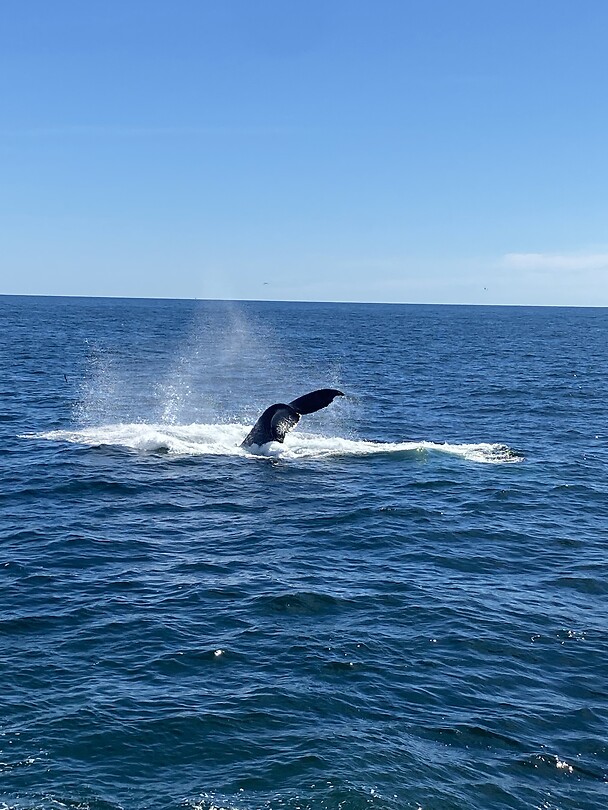 image_67160065