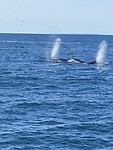 image_67163649