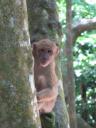 Monkey in Erawan national park
