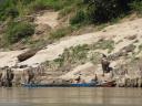 Olifant aan het werk bij de Mekong