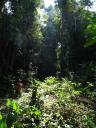 in de jungle